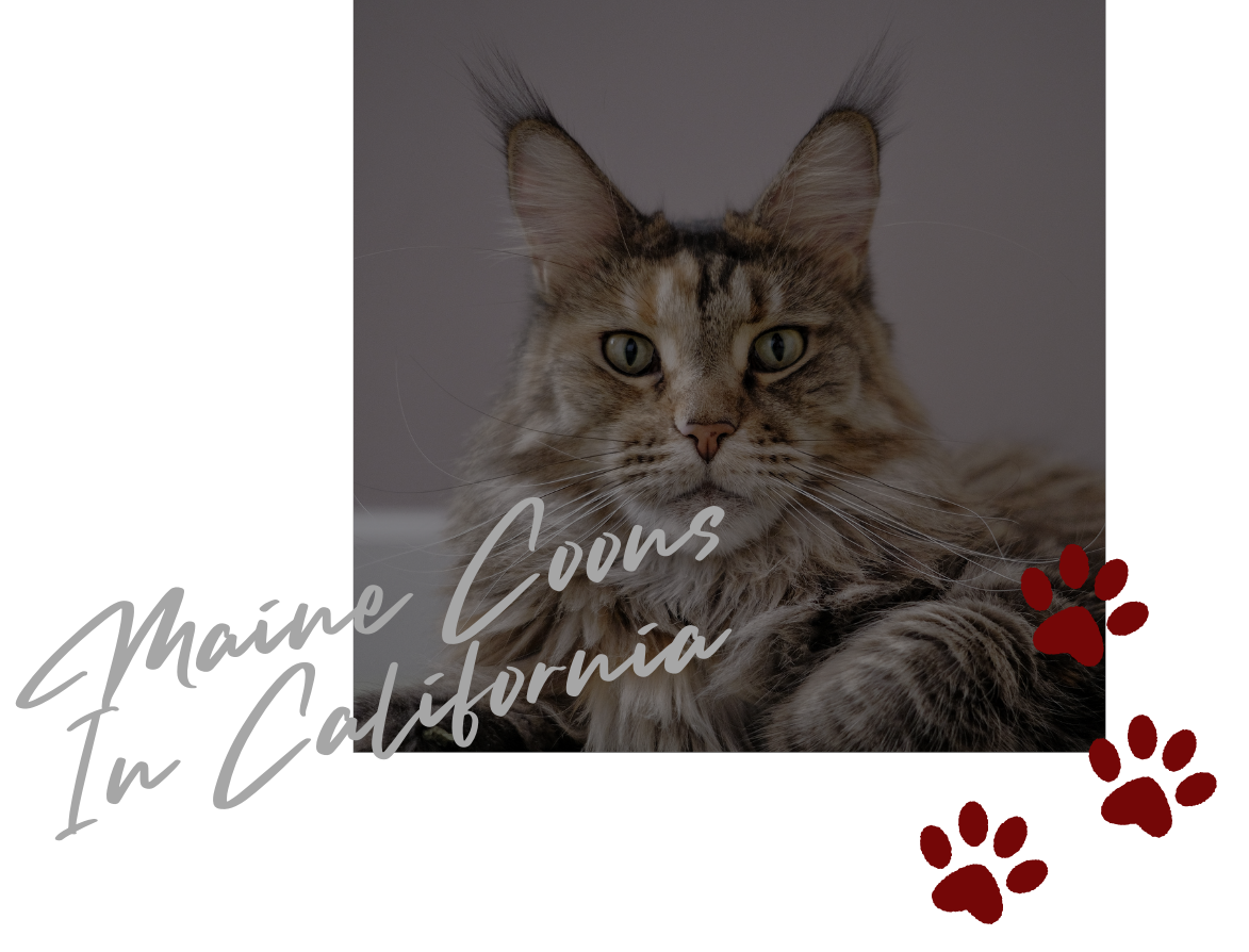 maine coons in california