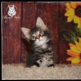 mainecoonkittens01