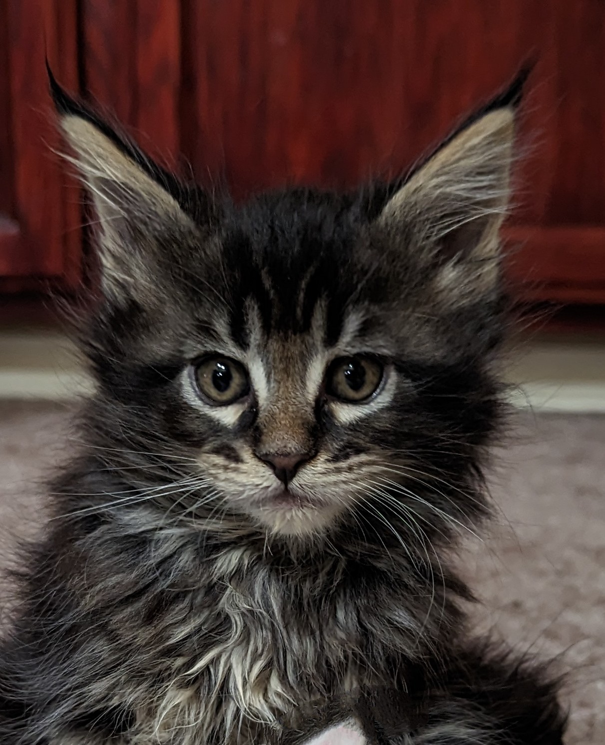 Bandit